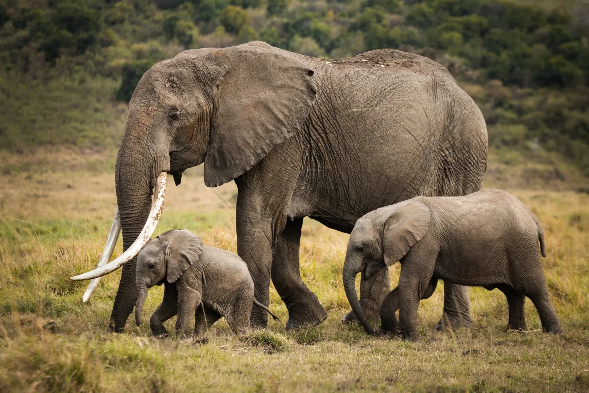 An elephant herd with calves crossing the Kenyan savannah
