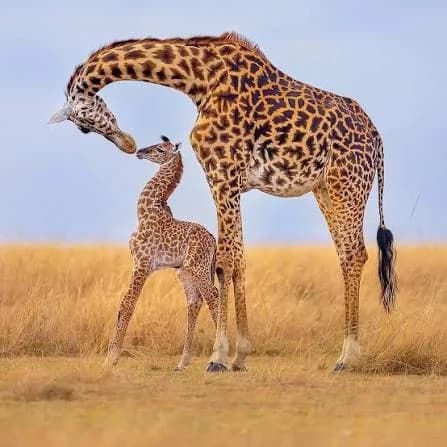 A giraffe lowering her neck to nuzzle her calf