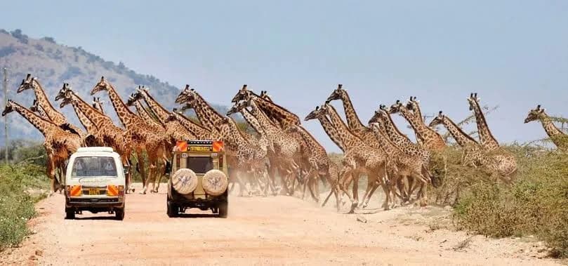 A tower of giraffes crossing a track in front of safari vans