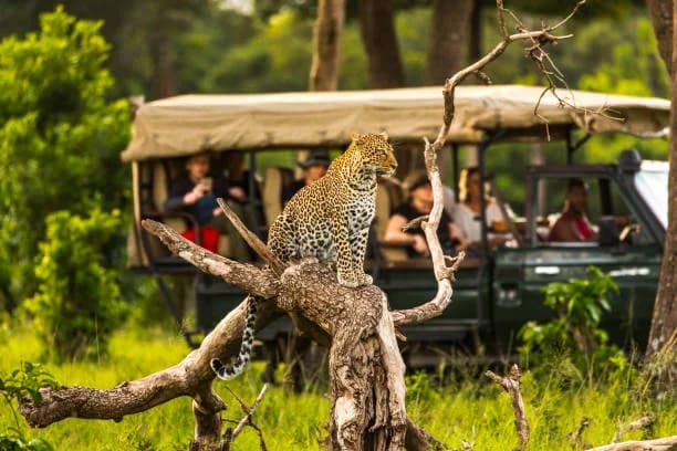 A leopard draped over a branch above a safari vehicle