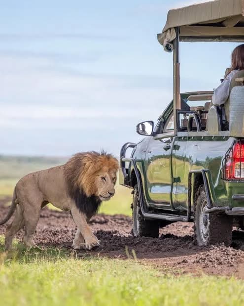 A lion walking past a stationary safari vehicle