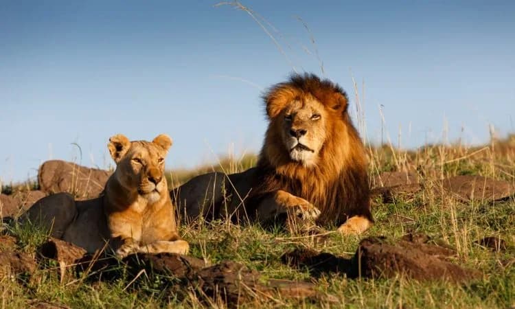 A lion and lioness resting on a grassy mound at sunset