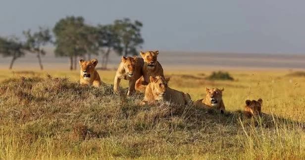 A pride of lions gathered on a termite mound at dawn