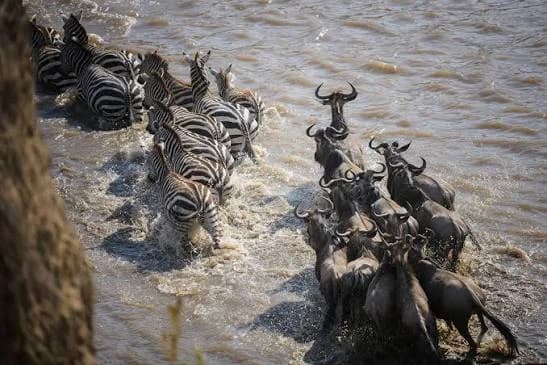 Zebra and wildebeest herds crossing a river during the migration