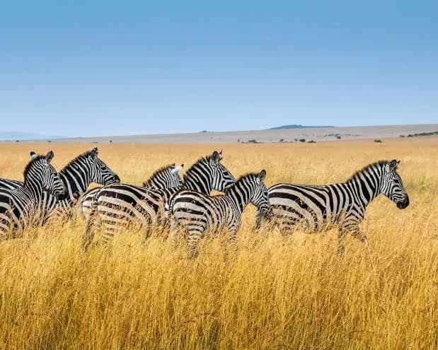 A herd of zebras grazing across open grassland