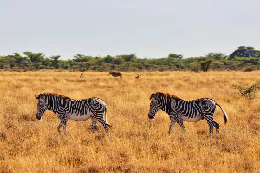 Two zebras walking through golden savannah grass